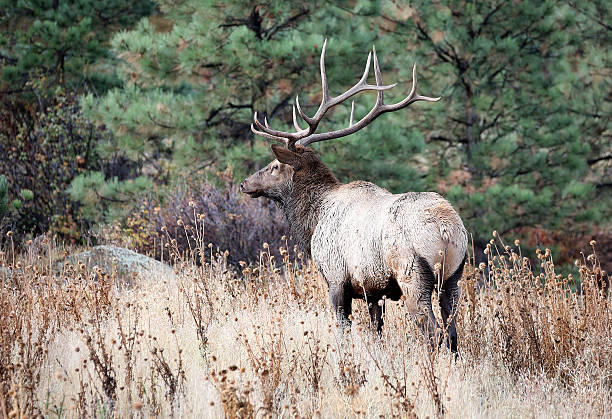 istock Wild Bull Elk in the Woods 509993144
