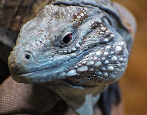 The blue iguana (Cyclura lewisi), also known as the Grand Cayman iguana, Grand Cayman blue iguana or Cayman Island blue iguana, is an endangered species of lizard.