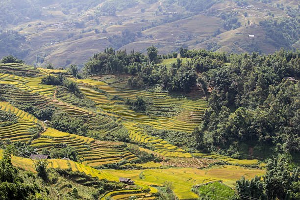 istock Rice fields on terraced of Sapa, Vietnam 509993254