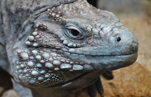 The blue iguana (Cyclura lewisi), also known as the Grand Cayman iguana, Grand Cayman blue iguana or Cayman Island blue iguana, is an endangered species of lizard.