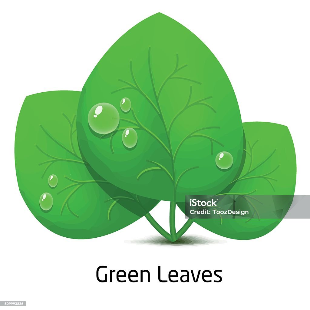 Leave Drop Vectordraw Green Leave And Drop Rain Stock Illustration - Download Image Now ...