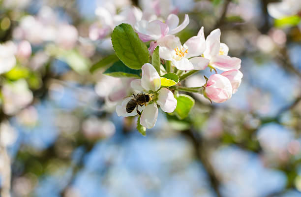 cornejo apple tree - bee apple tree flower single flower fotografías e imágenes de stock