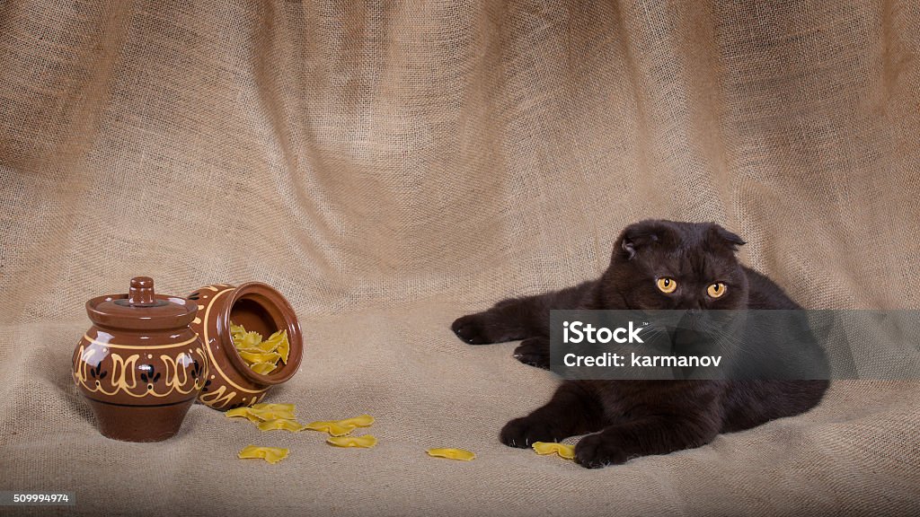 Sat Mischievous cat scattered the pasta Beautiful People Stock Photo