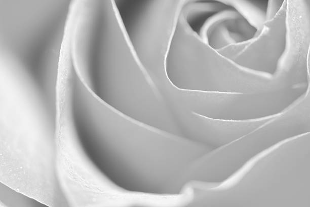 istock Black and White Rose Background 509996070