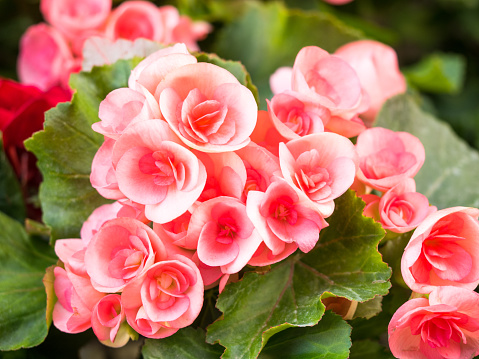 Begonia cucullata, also known as Wax begonia and Clubed begonia, is a species of flowering plant, native to South America.