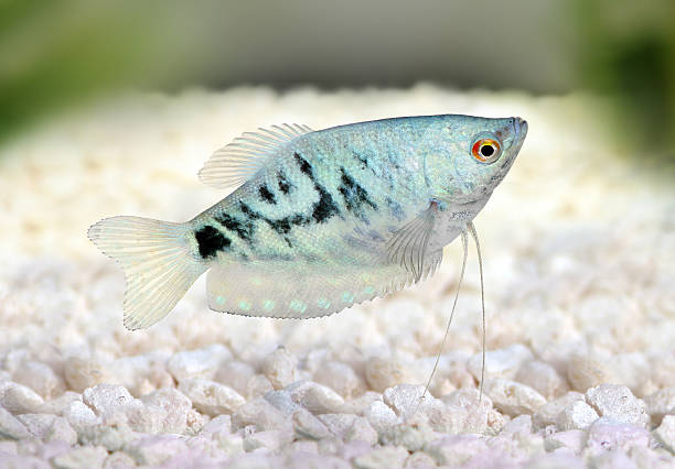 Opaline Gourami Trichopodus trichopterus tropical aquarium fish Opaline Gourami Trichopodus trichopterus tropical aquarium fish  trichogaster trichopterus stock pictures, royalty-free photos & images