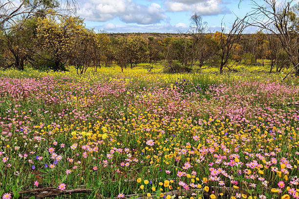 istock Wildflowers in Coalseam Conservation Park 509999804