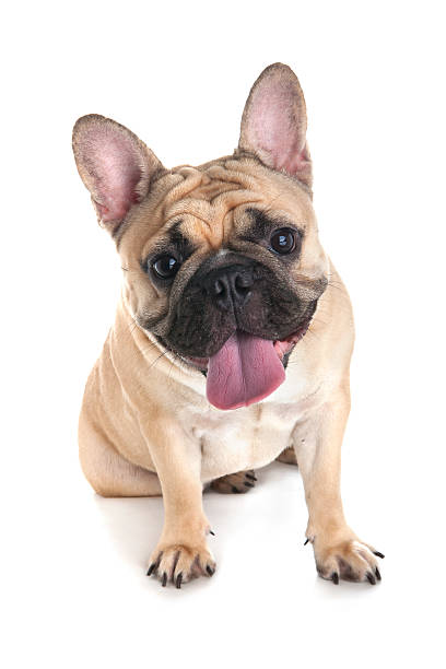 istock French bulldog on white background 510000652