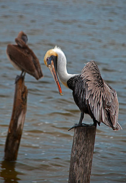 istock Brown Pelicans perching on posts in Isla Blanca Cancun 510001702