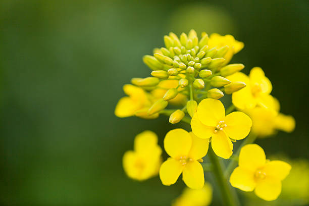Canola Flower with Buds close up stock photo