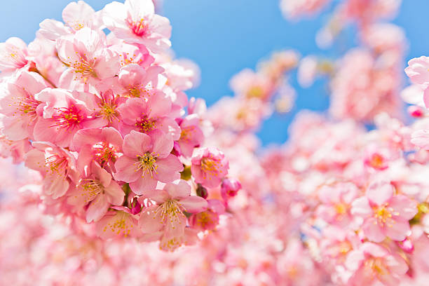 istock Pink Cherry Blossoms Close Up 510003146