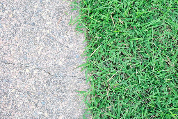 istock green grass on stone floor background texture. 510004472