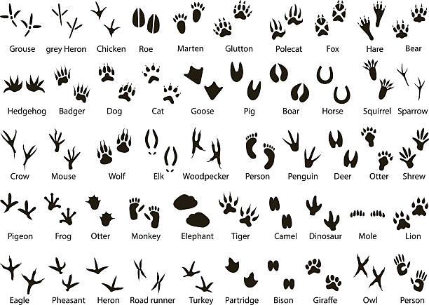 ilustrações, clipart, desenhos animados e ícones de animais e pássaros trilhas com o nome - animal track