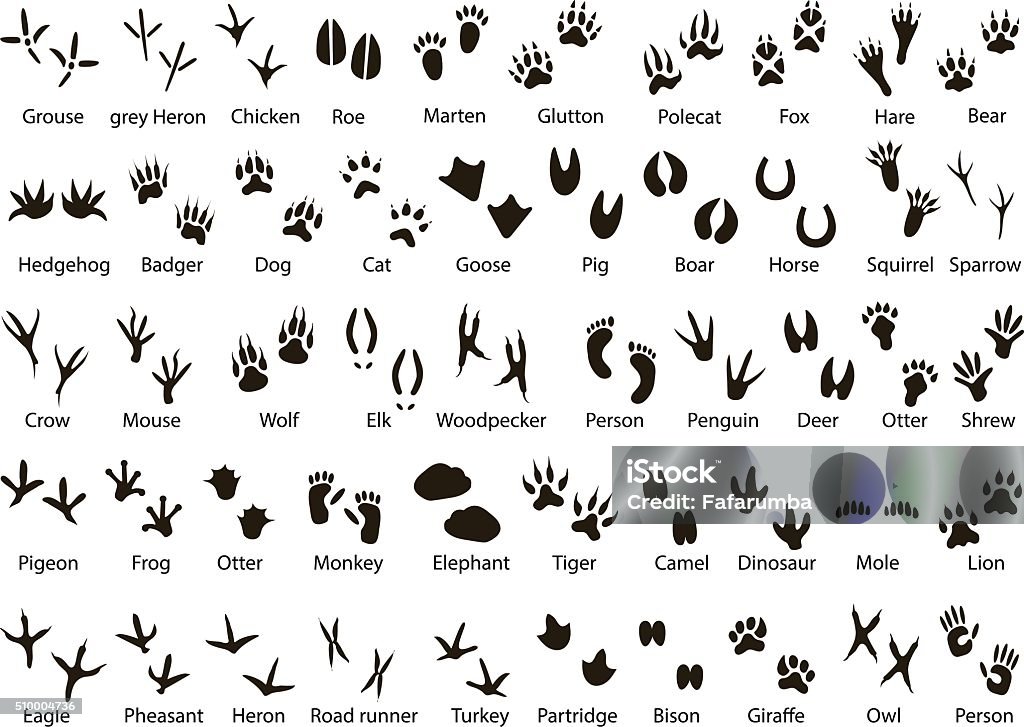 Animal and Bird Trails with Name Set of animal and bird trails with name Track - Imprint stock vector