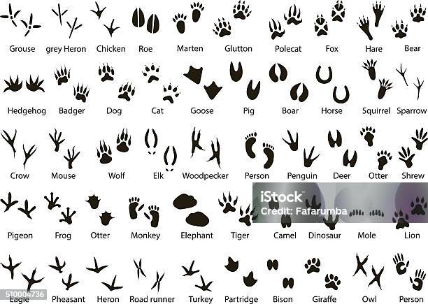 Animal And Bird Trails With Name Stock Illustration - Download Image Now - Track - Imprint, Footprint, Animal