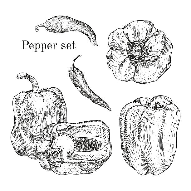 ilustrações, clipart, desenhos animados e ícones de pimentões conjunto de tinta esboços - paprika