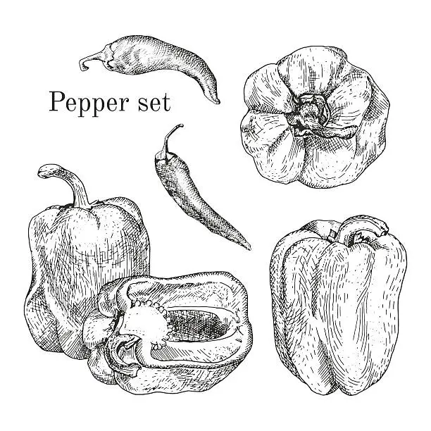 Vector illustration of Peppers ink sketches set