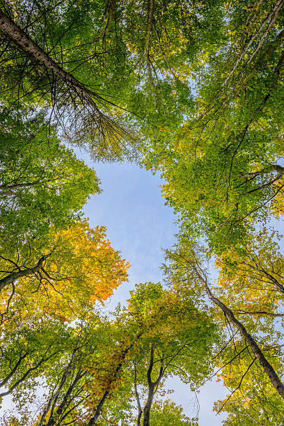 istock Looking up in the woods 510006320