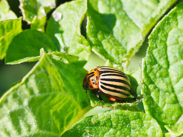 istock ten-lined potato beetle in potatoes leaves 510006805