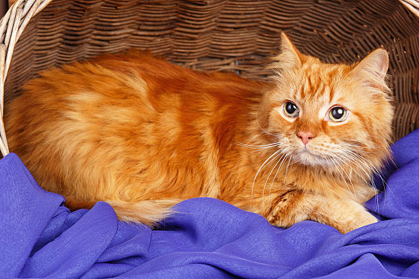 istock big red cat rests in a wooden basket 510006946
