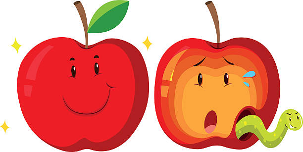 zgniłe jabłko jabłko świeże - rotting apple fruit rudeness stock illustrations