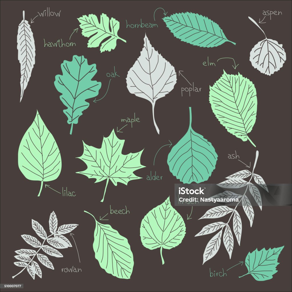 vector set of leaves vector set of leaves from trees listennig Alder Tree stock vector