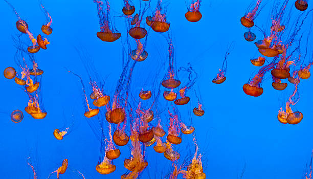 istock jelly fish in the blue sea 510007321