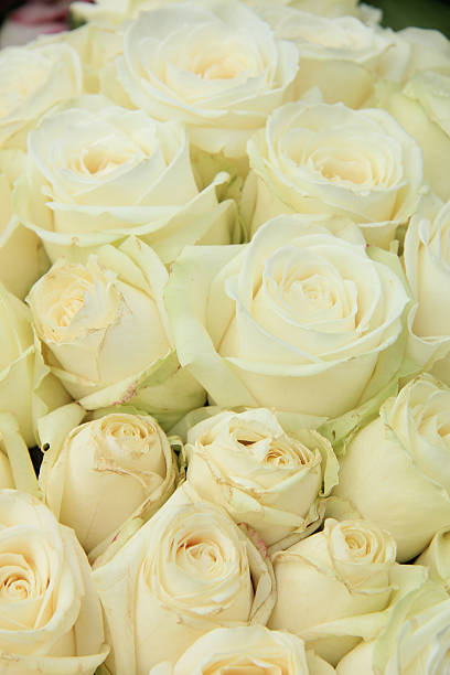 istock White roses in a wedding arrangement 510007677