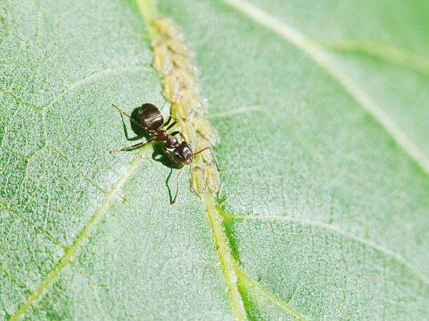 istock ant grazing aphids group on leaf of walnut 510008269