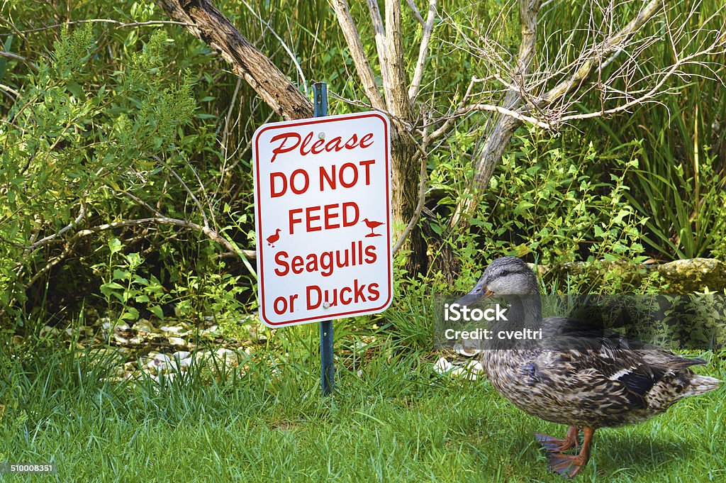 Do Not Feed The Seagulls Or Ducks Sign A sign that reads "Please DO NOT FEED Seagulls or Ducks" with a duck standing in front. Animal Stock Photo