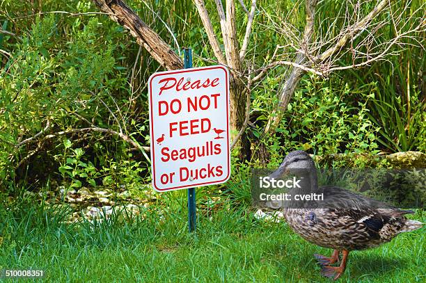 Do Not Feed The Seagulls Or Ducks Sign Stock Photo - Download Image Now - Animal, Bird, Duck - Bird
