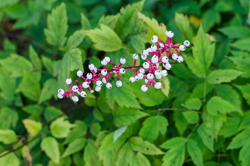 Berries of Actaea pachypoda (doll's-eyes or white baneberry)