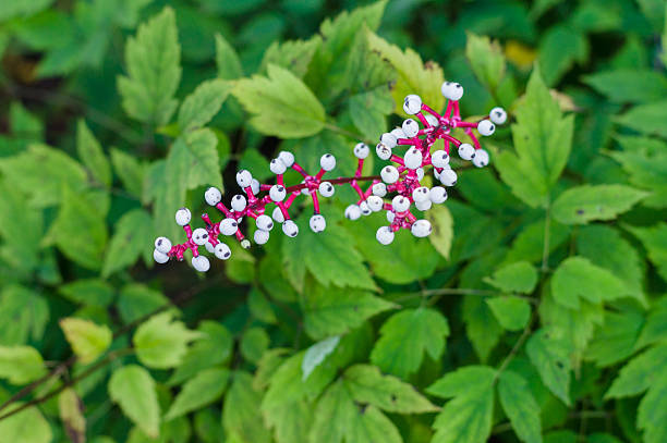 Berries of Actaea pachypoda Berries of Actaea pachypoda (doll's-eyes or white baneberry) pheasants eye daffodil stock pictures, royalty-free photos & images