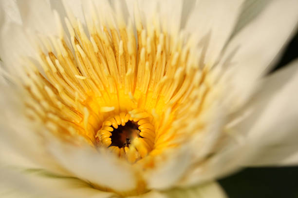 istock Close up of water lily pollen. 510008958
