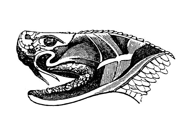 snake Section of snake head showing poison glands and fangs, vintage illustration snake anatomy stock illustrations