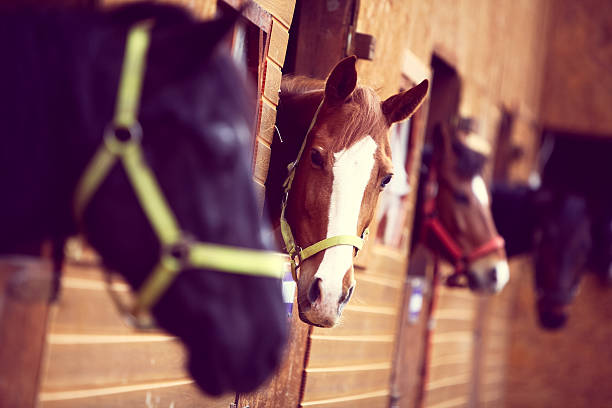 말이었습니다 - animal head horse stable barn 뉴스 사진 이미지