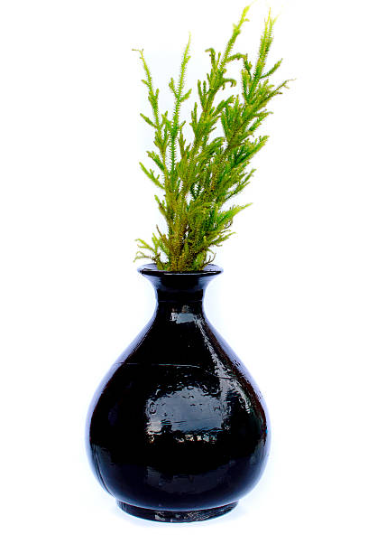 istock Vase with a lucky plant 510010079