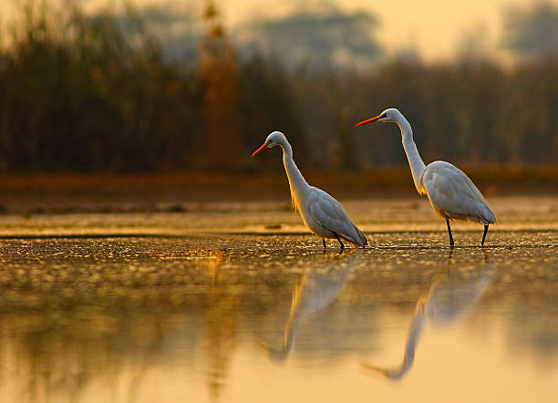 der am morgen herrlichkeit - standing water pond bird nature stock-fotos und bilder