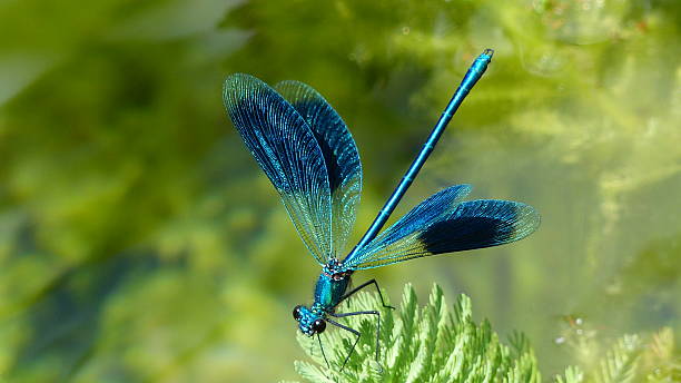 istock Beautiful opend Blue-winged Demoiselle  Calopteryx splendens 510010539