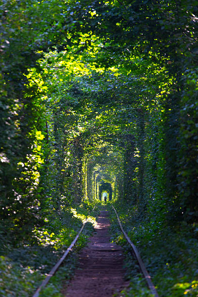 istock tunnel of Love 510010957