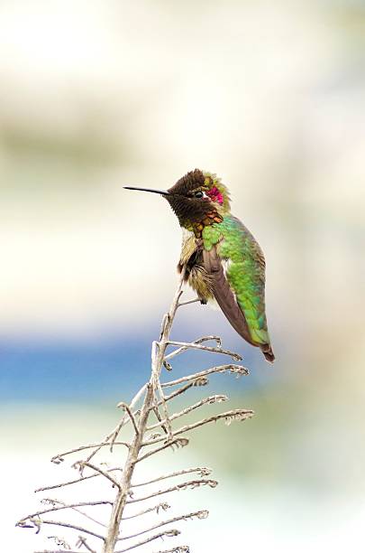 Anna's hummingbird Profile view of a small Anna's Hummingbird sitting on a perch. Distinctive for its long, sharp, straight and slender beak, iridescent red crown and gorget, iridecent bronze, green back gray, brown belly and long bill. iiwi bird stock pictures, royalty-free photos & images
