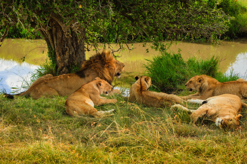 A pride of lions resting in the shade of a small tree by a water-hole in the afternoon heat of the Masai Mara, in Kenya, East Africa. They have just had a big meal. Picture shows a male with several young lions from his pride. Photo shot in the afternoon sunlight; horizontal format. No people.