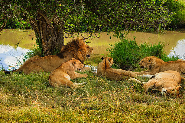 quênia, no leste da áfrica-o orgulho do wild leões - lions tooth - fotografias e filmes do acervo