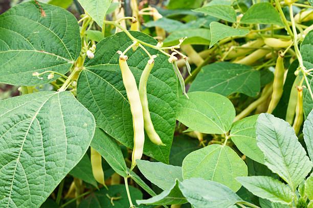 reife pods der gemeinsamen bean im garten - flageolet bean stock-fotos und bilder