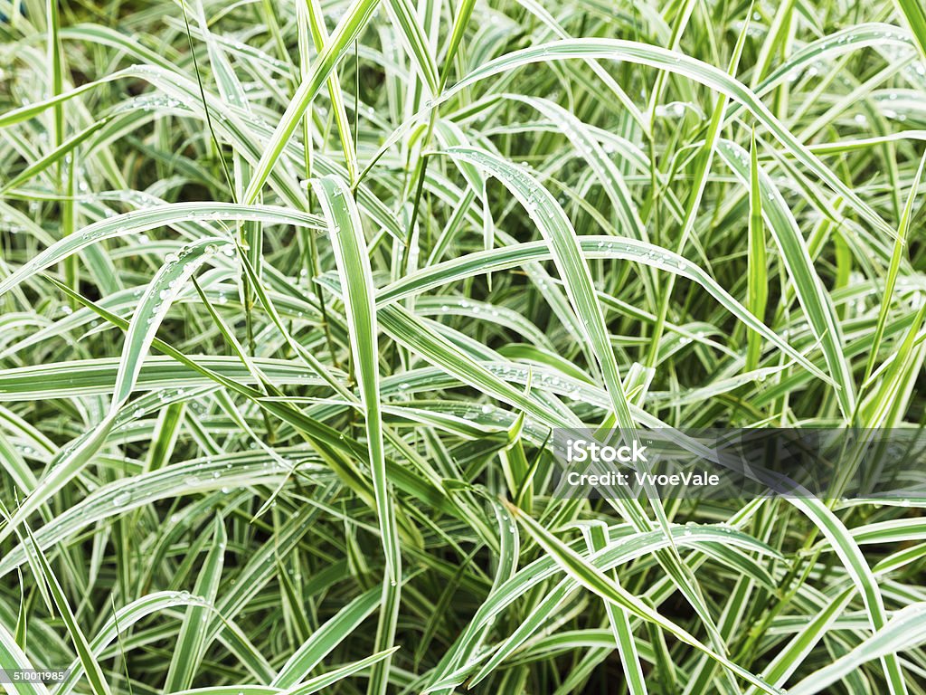 wet green blades of Carex morrowii Variegata wet green blades of Carex morrowii Variegata decorative grass after rain Backgrounds Stock Photo