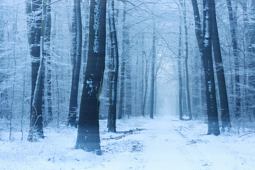 Footpath through Deciduous Forest of bare Beech and Oak Trees covered by Snow and Ice during heavy snowstorm, long exposure 