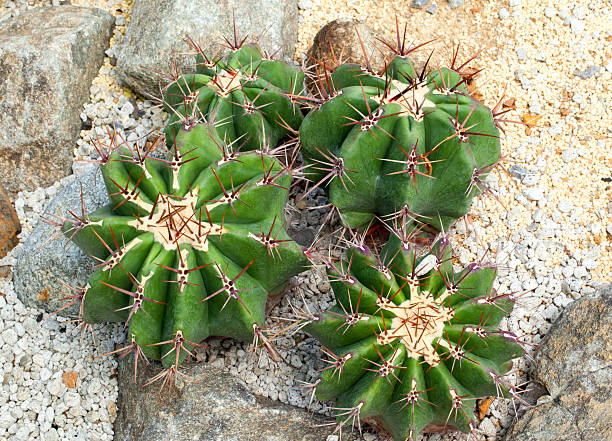 echinocactus-visnaga-thermal-