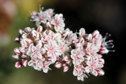 Close up of California buckwheat, Eriogonum fasciculatum, in summer. California native. San Luis Obispo County, California, USA.