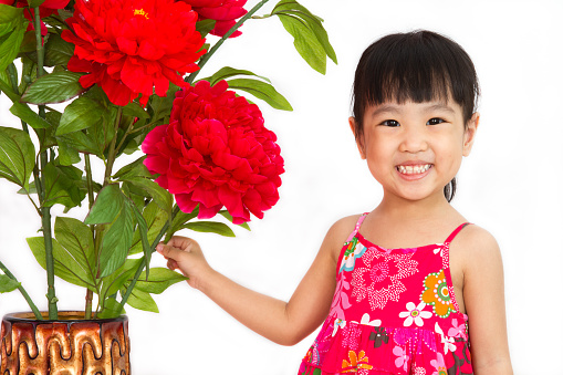 Chinese little girl wearing in Red posing with flowers greeting for Chinese New Year in isolated white background.