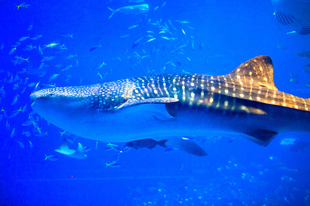 istock Whale sharks swimming in aquarium, Okinawa 510013331